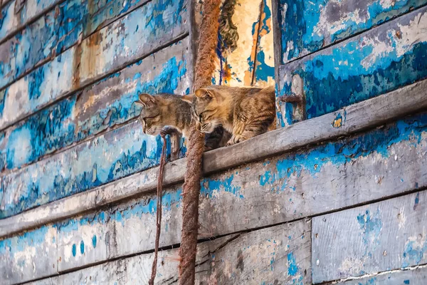 Kediler ve mavi botlar Fas 'taki Essaouira limanında. Gün batımından sonra mavi saatte çekilmiş..