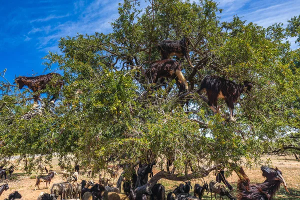 Heard Goats Climbed Argan Tree Way Essaouira Morocco North Africa — Stock Photo, Image