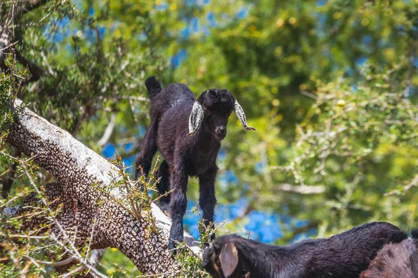 Keçilerin Essaouira, Fas, Kuzey Afrika 'ya giderken bir argan ağacına tırmandıklarını duymuştum..