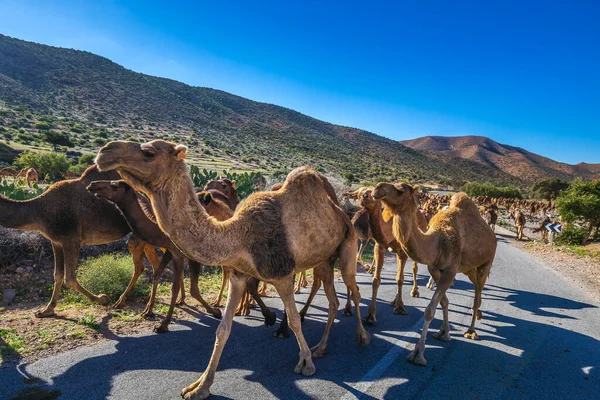 Fas yolunda yürüyen deve sürüsü. Guelmim, Fas 'taki deve pazarına giderken kamburu çıkmış bir deve sürüsü..