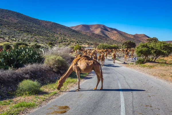 成群的骆驼在莫洛坎路上行走 在前往摩洛哥Guelmim骆驼市场的路上 成群的骆驼和小动物聚集在一起 — 图库照片