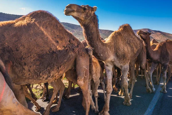 Manada Camelos Caminhar Estrada Marroquina Rebanho Camelo Corcunda Dromedários Caminho — Fotografia de Stock