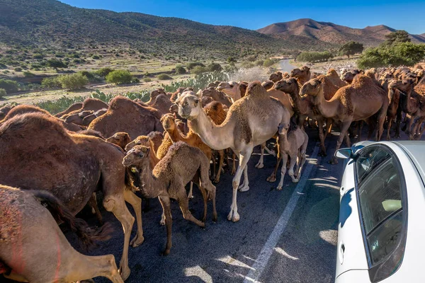 Manada Camellos Caminando Por Camino Marroquí Manada Camellos Jorobados Dromedarios — Foto de Stock