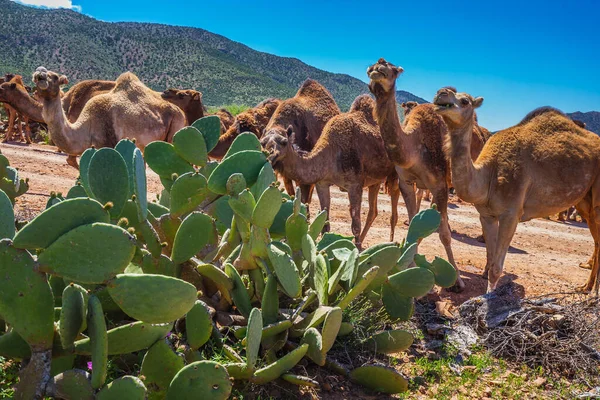 Kaktüs yiyen deve sürüsü. Guelmim, Fas 'taki deve pazarına giderken kamburu çıkmış bir deve sürüsü..