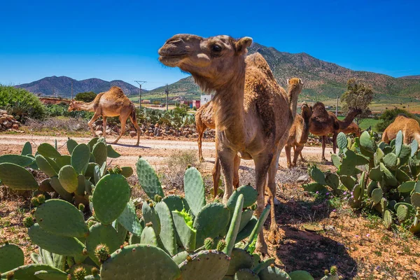 成群的骆驼吃着仙人掌 在前往摩洛哥Guelmim骆驼市场的路上 成群的骆驼和小动物聚集在一起 — 图库照片
