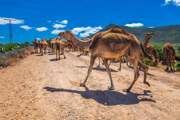 Manada Camelos Caminhar Estrada Marroquina Rebanho Camelo Corcunda Dromedários Caminho — Fotografia de Stock