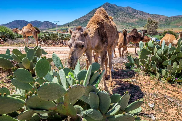 Manada Camellos Comiendo Cactus Manada Camellos Jorobados Dromedarios Camino Mercado — Foto de Stock