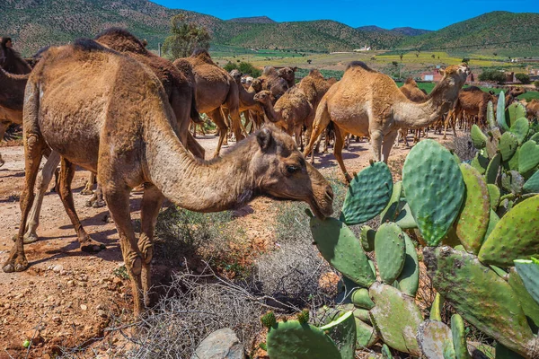 成群的骆驼吃着仙人掌 在前往摩洛哥Guelmim骆驼市场的路上 成群的骆驼和小动物聚集在一起 — 图库照片