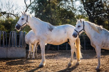 Camargue, Fransa 'daki beyaz at sürüsü..