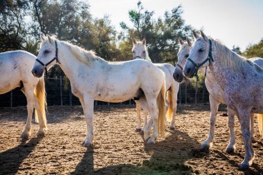 Camargue, Fransa 'daki beyaz at sürüsü..