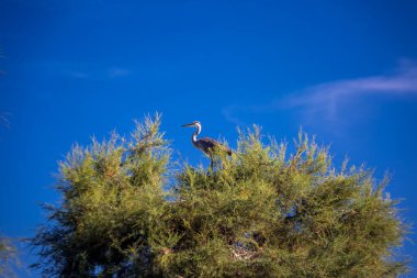 Camargue, Fransa 'da ağaçta turnalar.