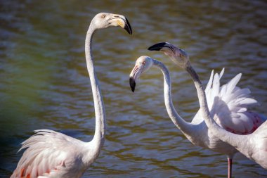 Gün batımında Camargue Ulusal Parkı 'nda sığ bir göldeki sevimli pembe flamingo sürüsü. Rhone Delta, Provence, Fransa.