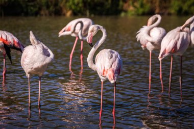 Gün batımında Camargue Ulusal Parkı 'nda sığ bir göldeki sevimli pembe flamingo sürüsü. Rhone Delta, Provence, Fransa.