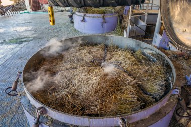 Petrol üretim sezonu başladı. Provence, Fransa ve Avrupa 'daki Fabrikada Hasat Edilen Lavanta Çiçekleri İşleniyor.