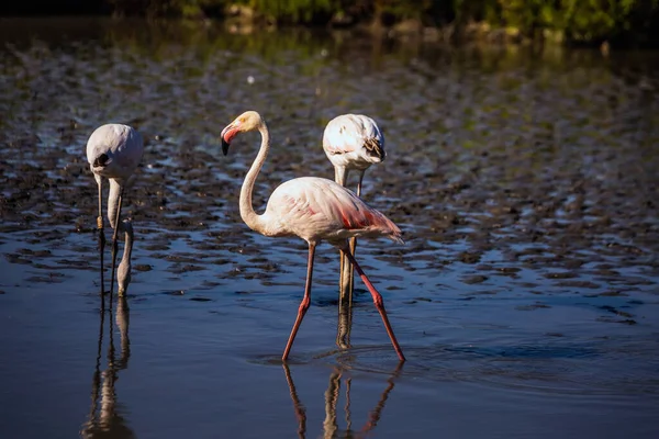 Manada Adorables Flamencos Rosados Lago Poco Profundo Durante Atardecer Parque — Foto de Stock