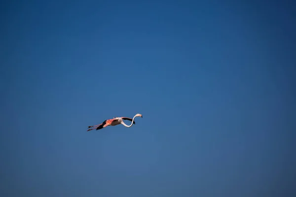 Let Rozkošného Růžového Plameňáka Během Západu Slunce Národním Parku Camargue — Stock fotografie