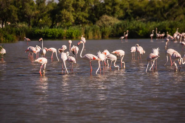 Manada Adorables Flamencos Rosados Lago Poco Profundo Durante Atardecer Parque — Foto de Stock