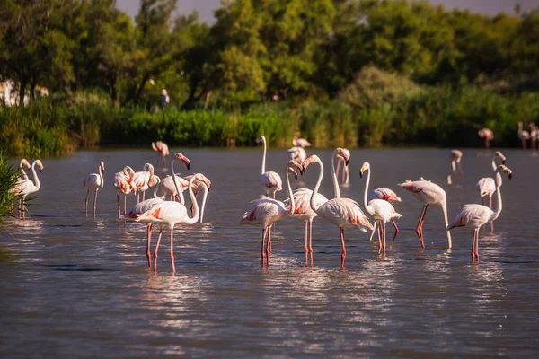 Herde Entzückender Rosafarbener Flamingos Einem Flachen See Bei Sonnenuntergang Camargue — Stockfoto