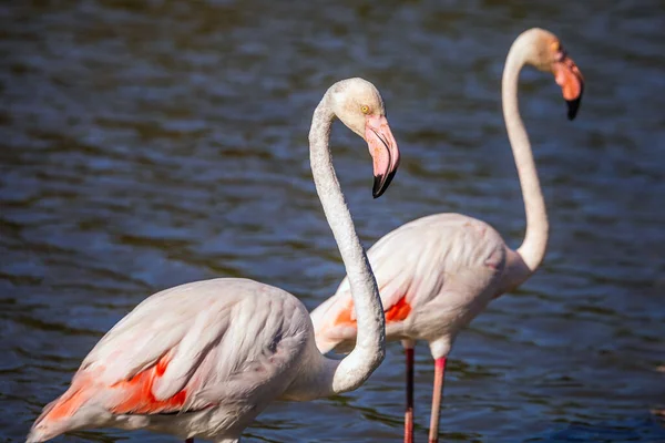 Gün batımında Camargue Ulusal Parkı 'nda sığ bir göldeki sevimli pembe flamingo sürüsü. Rhone Delta, Provence, Fransa.