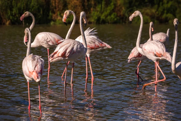 Manada Adorables Flamencos Rosados Lago Poco Profundo Durante Atardecer Parque — Foto de Stock