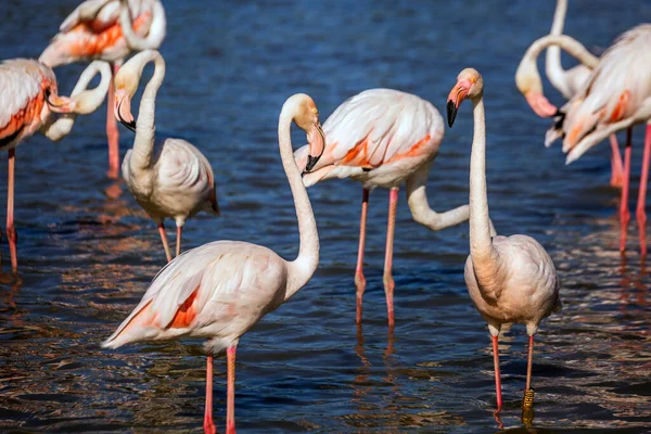 Stado Uroczych Różowych Flamingów Płytkim Jeziorze Podczas Zachodu Słońca Parku — Zdjęcie stockowe