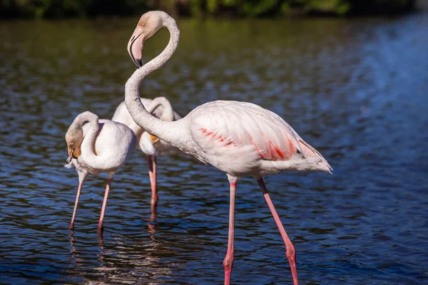 Stado Uroczych Różowych Flamingów Płytkim Jeziorze Podczas Zachodu Słońca Parku — Zdjęcie stockowe