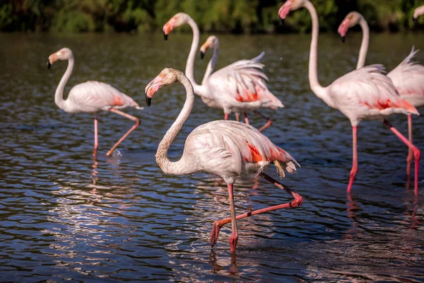 Stado Uroczych Różowych Flamingów Płytkim Jeziorze Podczas Zachodu Słońca Parku — Zdjęcie stockowe