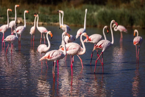 Gün batımında Camargue Ulusal Parkı 'nda sığ bir göldeki sevimli pembe flamingo sürüsü. Rhone Delta, Provence, Fransa.