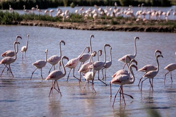 Stado Uroczych Różowych Flamingów Płytkim Jeziorze Podczas Zachodu Słońca Parku — Zdjęcie stockowe