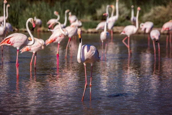 Manada Adorables Flamencos Rosados Lago Poco Profundo Durante Atardecer Parque — Foto de Stock