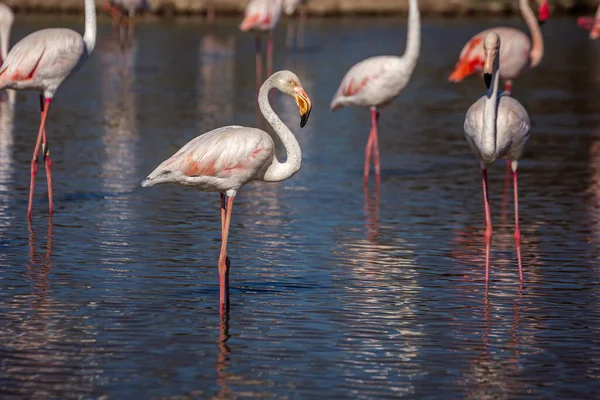 Manada Adorables Flamencos Rosados Lago Poco Profundo Durante Atardecer Parque — Foto de Stock