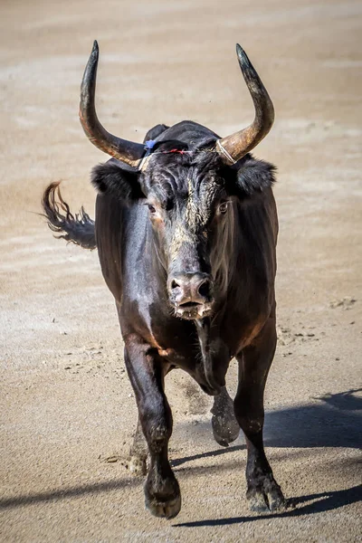 Toro Camargue Furioso Nell Arena Arles Francia — Foto Stock