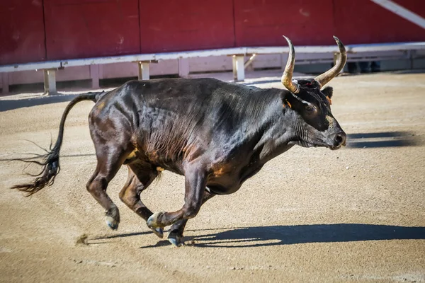 Toro Camargue Furioso Nell Arena Arles Francia — Foto Stock