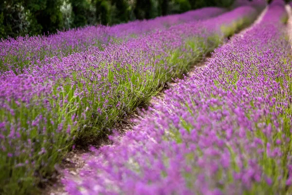 Abadia Senanque Florescendo Flores Fileiras Lavanda Pôr Sol Gordes Luberon — Fotografia de Stock