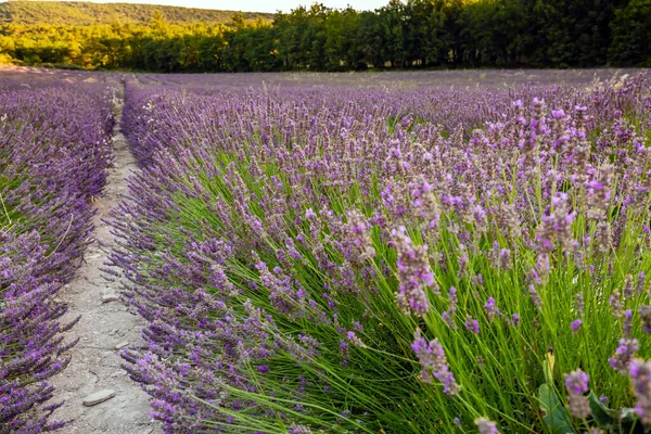 Lavanderias Provence Francia Europa — Fotografia de Stock