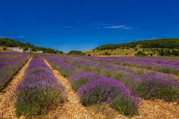 Lavendelfält Provence Frankrike Europa — Stockfoto