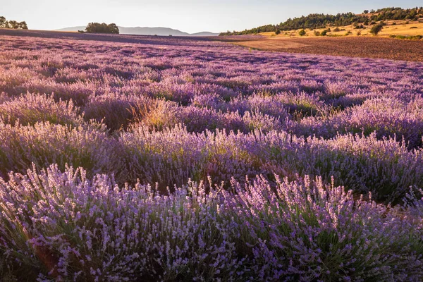 Pôr Sol Sobre Campo Lavanda Provence França Europa — Fotografia de Stock