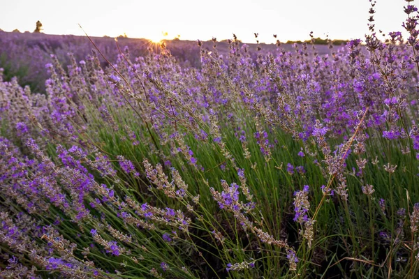 Pôr Sol Sobre Campo Lavanda Provence França Europa — Fotografia de Stock