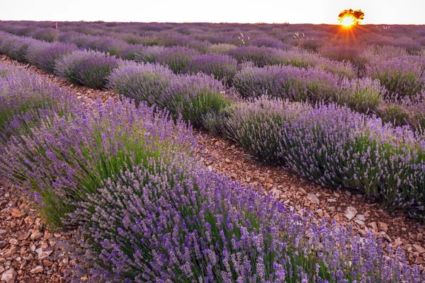 Pôr Sol Sobre Campo Lavanda Provence França Europa — Fotografia de Stock