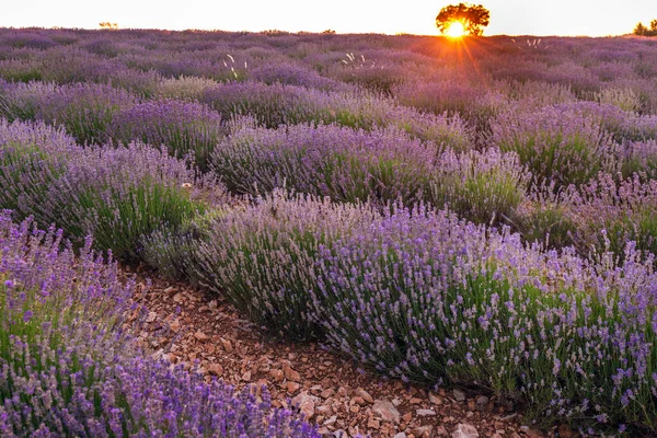 Pôr Sol Sobre Campo Lavanda Provence França Europa — Fotografia de Stock