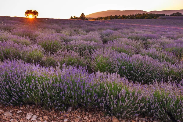 Pôr Sol Sobre Campo Lavanda Provence França Europa — Fotografia de Stock