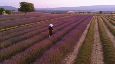 Valensole Provence Fransa üst hava görüntüsü