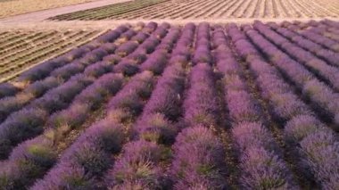 İnsansız hava aracı görüntüsü Valensole Provence, Fransa