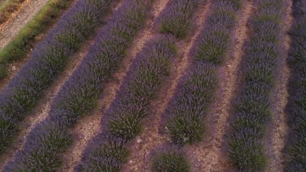Valensole Provence Francja widok z lotu ptaka — Wideo stockowe