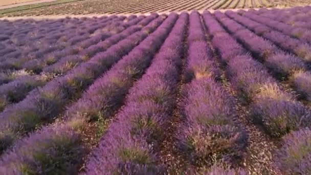 Widok drona na Valensole Provence, Francja — Wideo stockowe