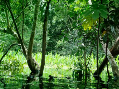 Paisaje Amaznico en zona çekilmez. Realizada en el lago Yahuarcaca cerca de Leticia..