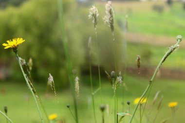 Paisaje de la sabana de Bogota en la cordillera de los andes.