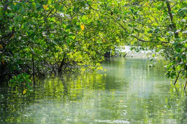 Tayland 'da kullanım için Mangrove Ormanı.