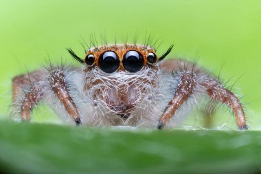 Yeşil arka planda zıplayan örümcek