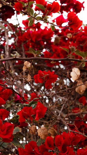 Paz Jardn Rojo — Stockfoto